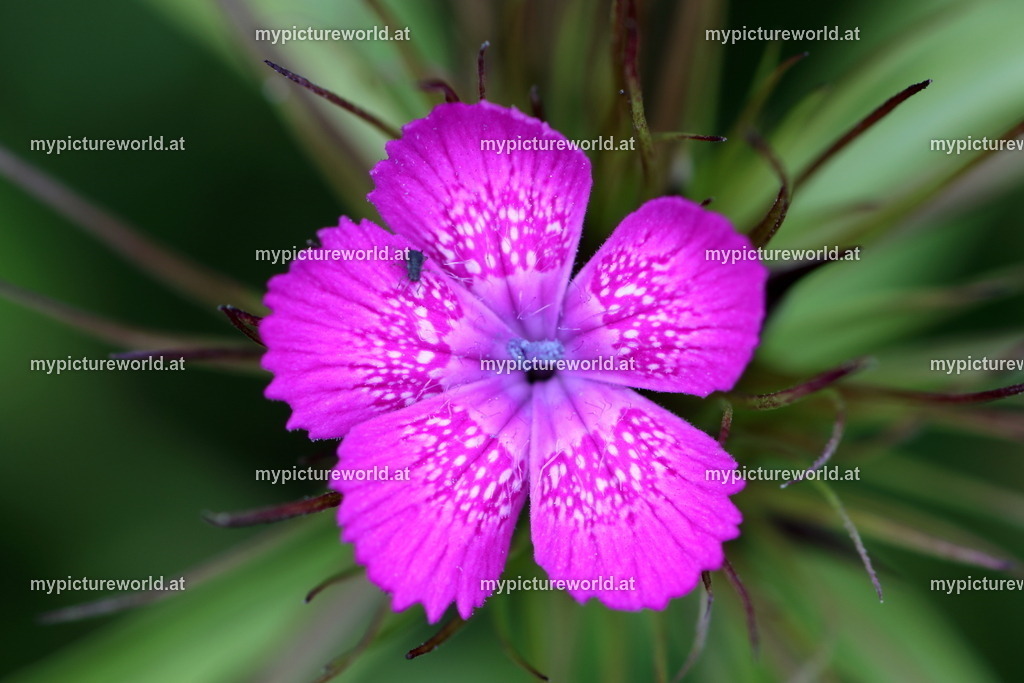 Bartnelke-002 | Das Bilderarchiv über Tiere, Planzen und Landschaften. In der Bilddatenbank finden Sie ein große Auswahl an hochwertigen Bilder für Ihre Werbung - Realisiert mit Pictrs.com