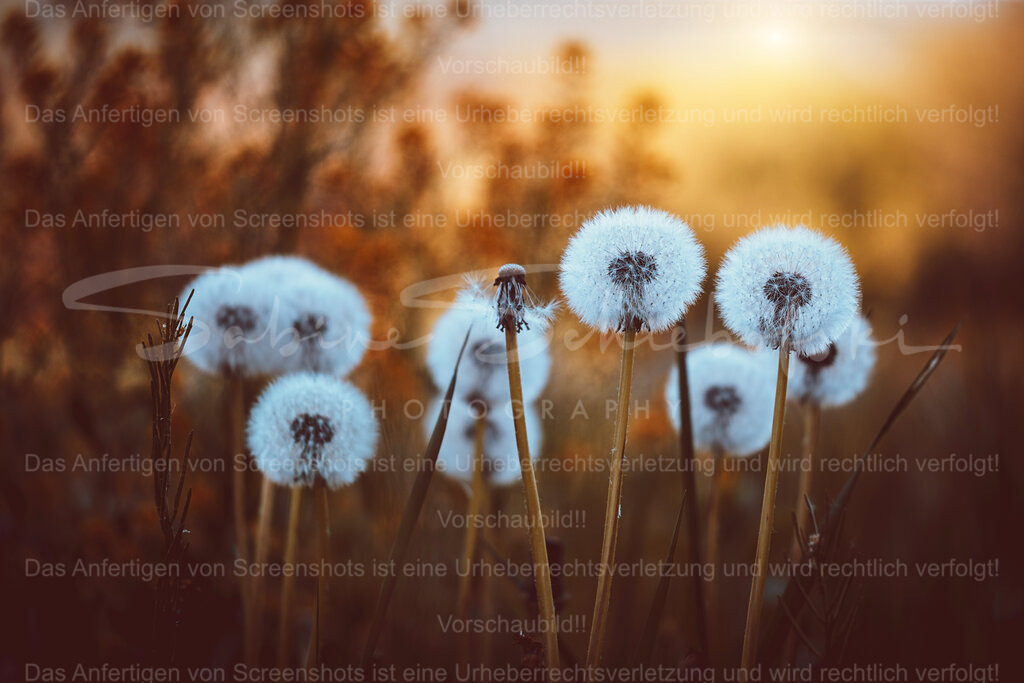 Pusteblumen im Sonnenuntergang | Eine Gruppe Pusteblumen vor einem wunderschönen Abendhimmel - Realisiert mit Pictrs.com