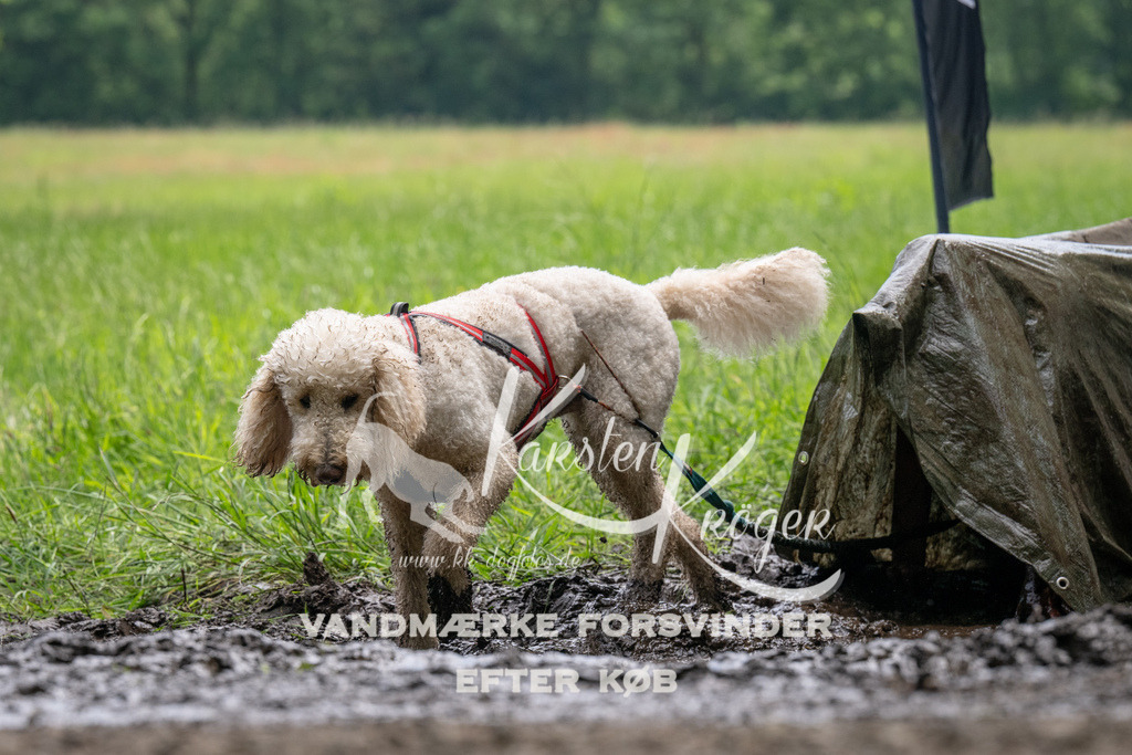 1120_ZZ92578 | kk-dogfotos