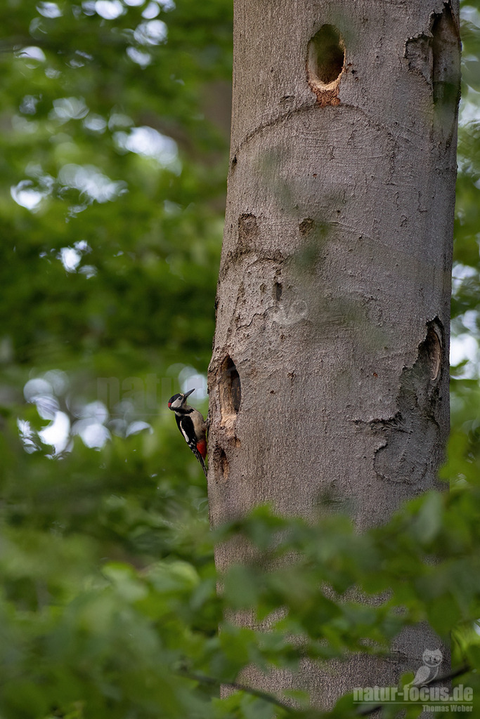 R5NF5342_20220511 | Die Schleiereule ist eine helle, langbeinige Eule ohne Federohren. Charakteristisch für die Schleiereule ist der herzförmige Gesichtsschleier und die relativ kleinen schwarzen Augen. Ihre Unterseite ist weiß bis gelbbraun mit Tropfenflecken, der Schnabel weißrosa, gelblich bis grauweiß. - Realisiert mit Pictrs.com