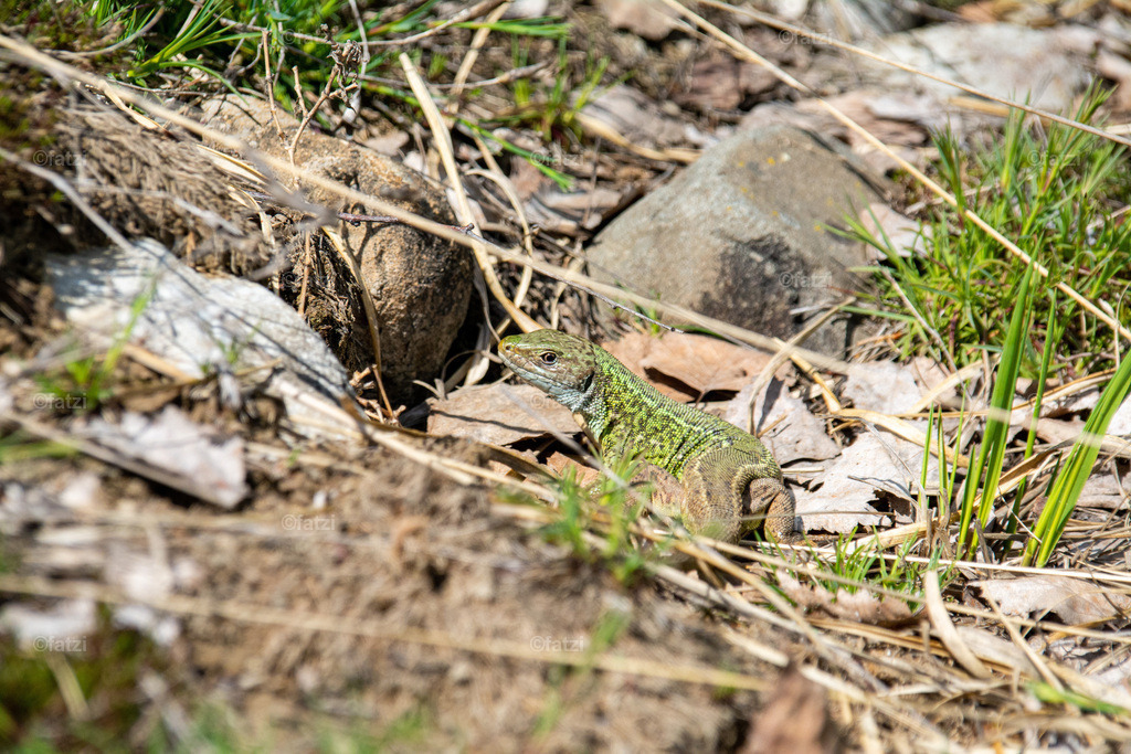 Smaragdeidechse _fatzi_20210516-112433-k | Fatzi Bilder-Archiv! 
Die Bilder sind für private Nutzung lizenzfrei. Die kommerzielle Nutzung ist möglich und erwünscht, jedoch bitte ich um vorherige Kontaktaufnahme per E-Mail (info@fatzi.at) oder unter +43 650 7828269 - Realisiert mit Pictrs.com