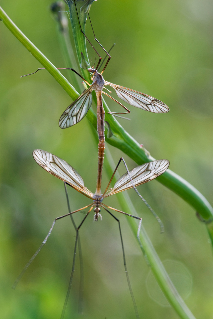 Schnaken bei Paarung | EuropaAustria, Buregnland, Naturpark Raab, Schnaken bei Paarung, Nephrotoma - Realisiert mit Pictrs.com
