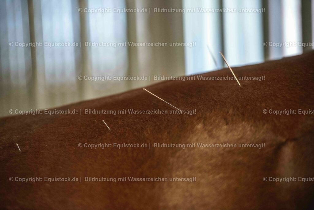 20210724_Akupunktur_0003 | Foto: Thomas Hartig