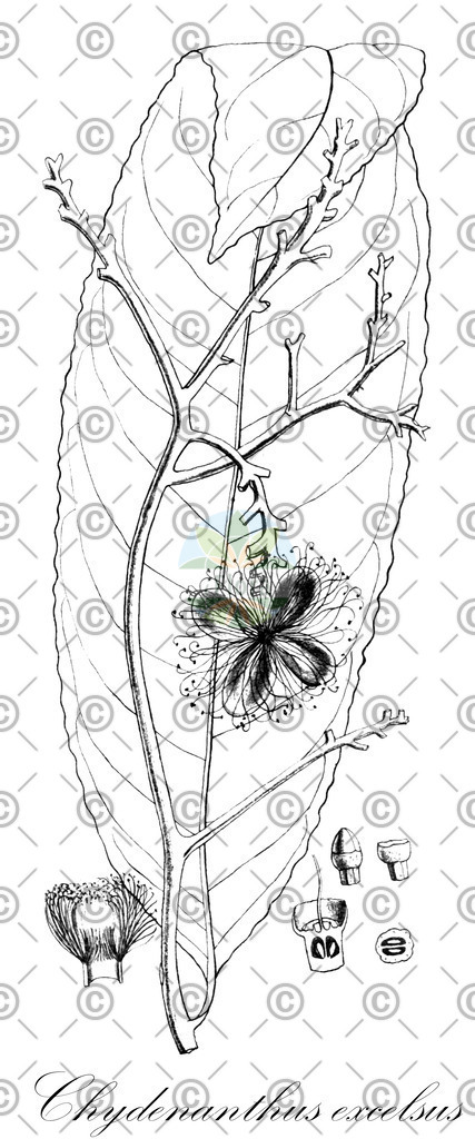 HistAbb_wfo-0000508795_1_ENZY_Simple | Historische Abbildung von Chydenanthus excelsus - Lecythidaceae | Historical Illustration of Chydenanthus excelsus - Lecythidaceae