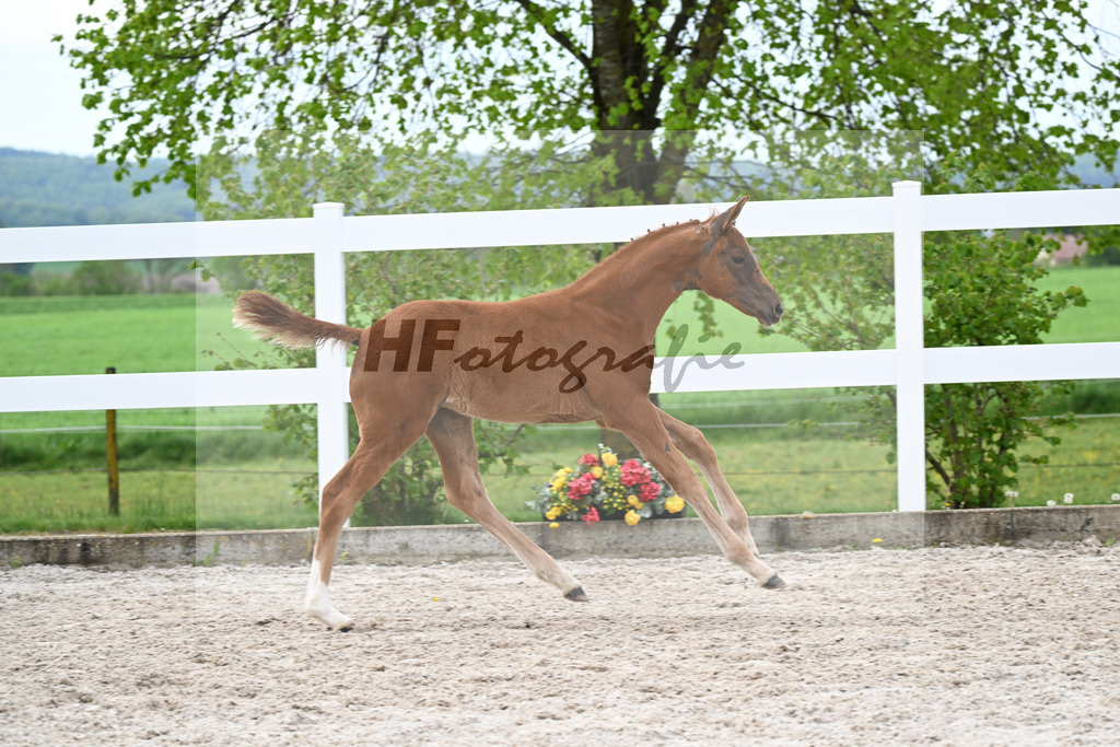 Kat-Nr. 4 SF Va Bene x Dancier_Juerges_23260117 | hf-fotografie - Realisiert mit Pictrs.com