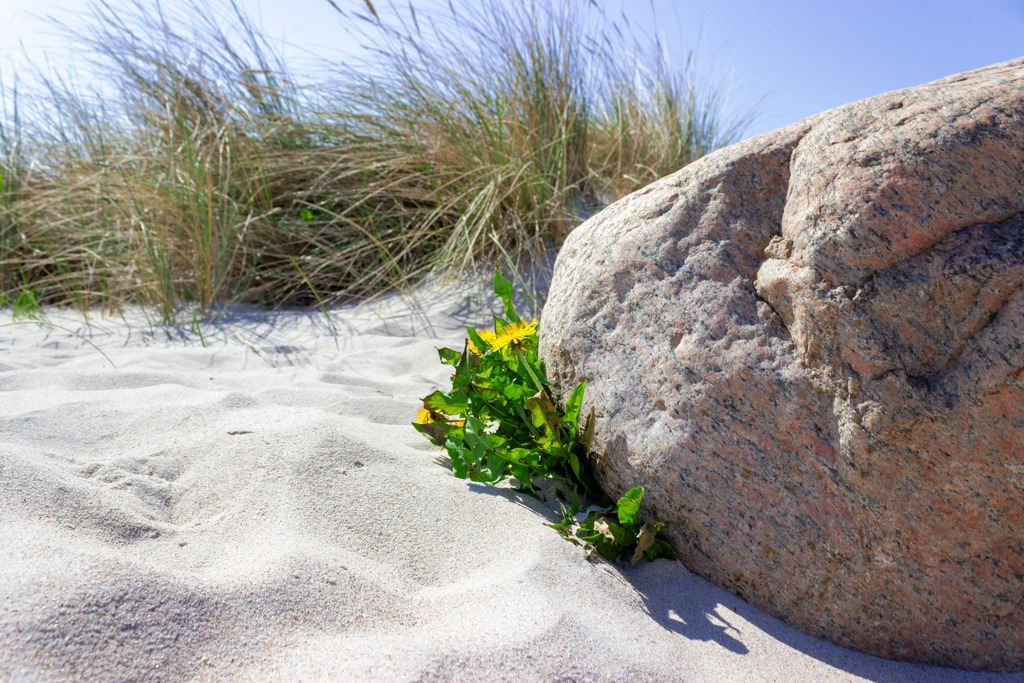 Wandbild: Löwenzahn am Sandstrand in Damp | Dieses Wandbild im Querformat zeigt blühenden Löwenzahn am Strand in Damp. Direkt daneben befindet sich ein großer Stein. Im Hintergrund ist Strandhafer zu sehen.  - Realisiert mit Pictrs.com