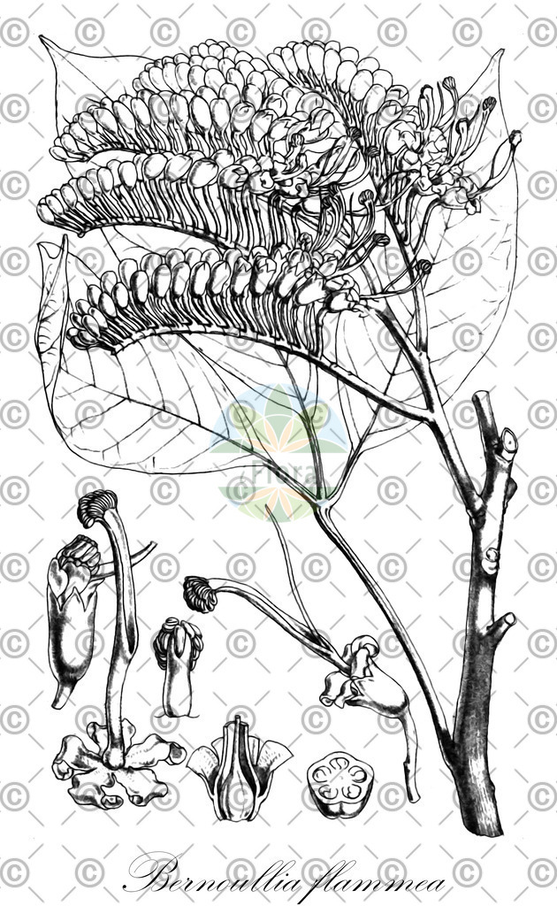 HistAbb_wfo-0000564408_2_ENZY_Simple | Historische Abbildung von Bernoullia flammea - Malvaceae | Historical Illustration of Bernoullia flammea - Malvaceae