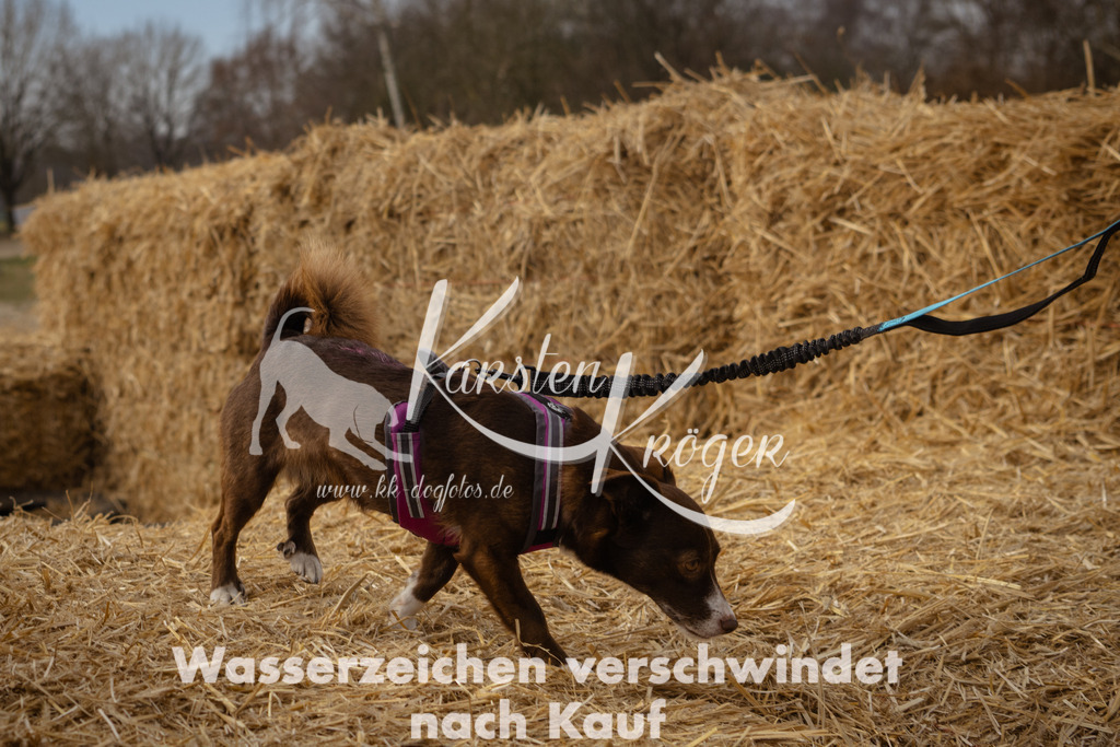 1141_ZZ94969 | kk-dogfotos