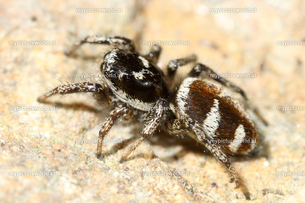 Zebraspringspinne-028 | Das Bilderarchiv über Tiere, Planzen und Landschaften. In der Bilddatenbank finden Sie ein große Auswahl an hochwertigen Bilder für Ihre Werbung - Realisiert mit Pictrs.com