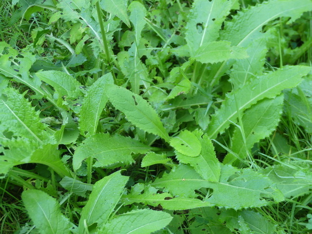 Kohl-Kratzdistel 1 | Verkauf von Fotos und  Videoclips zumThema Natur.Motive sind Pflanzen, Tiere, Landschaftenund Wetter - Realisiert mit Pictrs.com