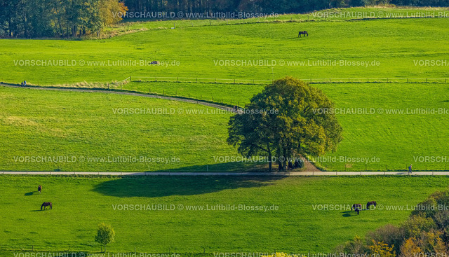 Hagen221017296 | Luftbild, Baum im Feld, Pferde auf der Weide, Haspe, Hagen, Ruhrgebiet, Nordrhein-Westfalen, Deutschland