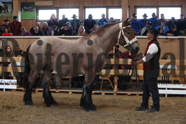 Sankt-Märgen_2023_Kaltblut-Körung_KN_76_Rocco vom Bilgerhof (22) | Alle Fotos der Reiterjournal Fotografin Doris Matthaes im Reiterjournal Online-Fotoshop. - Realisiert mit Pictrs.com
