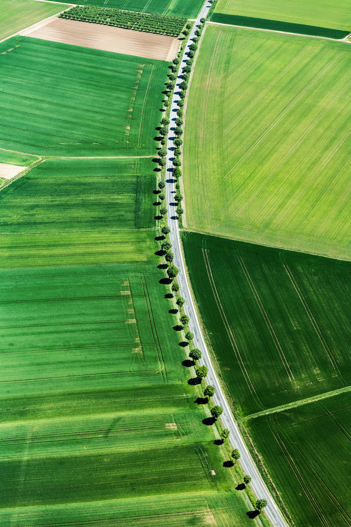dr__dsc9696.jpg | ASPISHEIM 08.05.2018 Baumreihe an einer Landstraße an einem Feldrand in Aspisheim im Bundesland Rheinland-Pfalz, Deutschland. // Row of trees on a country road on a field edge in Aspisheim in the state Rhineland-Palatinate, Germany. Foto: Daniel Reiter