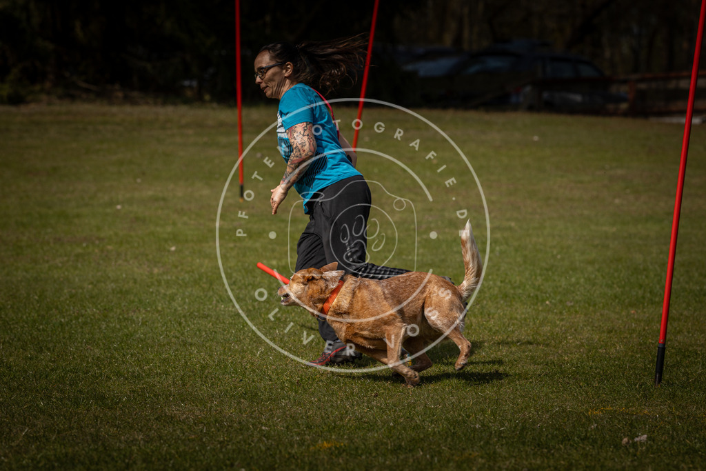 Pfotenfotografie_DV3A4846 | Hundefotografie, Tierfotograf, Pfotenfotografie, Fotoshooting Hund, Hunde Portrait, Hundesport, Hundeportraits, Heideshooting, Hunde, Sportfotograf, Hundefotograf, Turnierhundsport, THS,  - Realisiert mit Pictrs.com