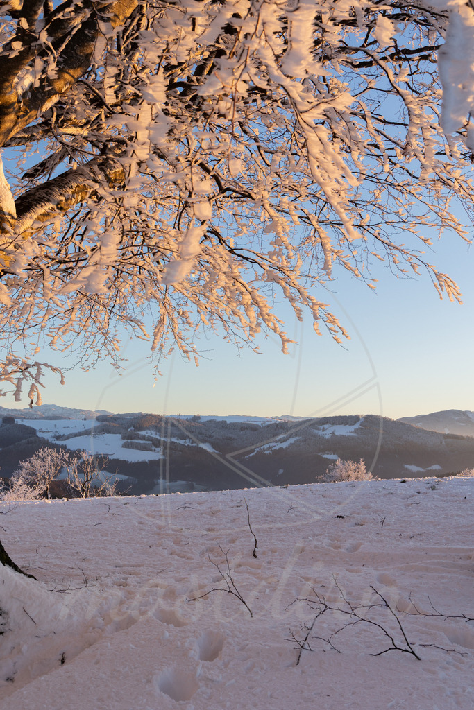 Winter am Hochkogelberg Rauhreif | Ihre Fotografin im Lungau, ihre Fotografin im Mostviertel, Wandbilder Onlineshop, Imagefotos für Ihr Unternehmen,  - Realisiert mit Pictrs.com