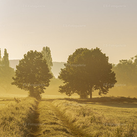 Morgenstimmung