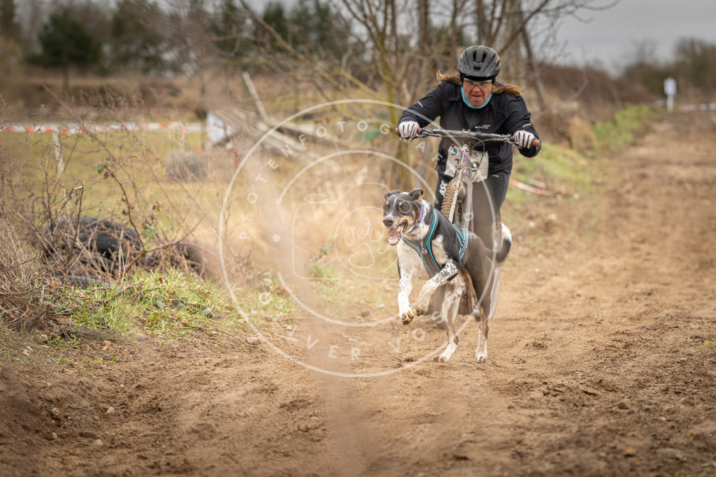 DV3A1396 | Hundefotografie, Tierfotograf, Pfotenfotografie, Fotoshooting Hund, Hunde Portrait, Hundesport, Hundeportraits, Heideshooting, Hunde, Sportfotograf, Hundefotograf, Turnierhundsport, THS,  - Realisiert mit Pictrs.com