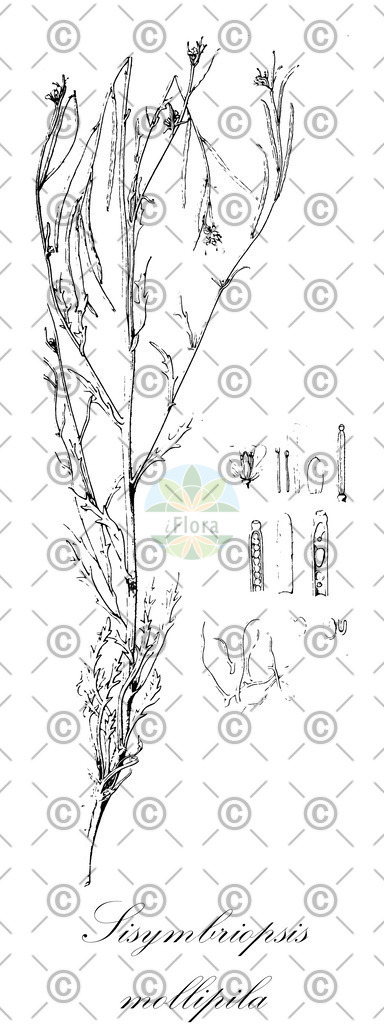HistAbb_wfo-0000502024_1_ENZY_Simple | Historische Abbildung von Sisymbriopsis mollipila - Brassicaceae | Historical Illustration of Sisymbriopsis mollipila - Brassicaceae