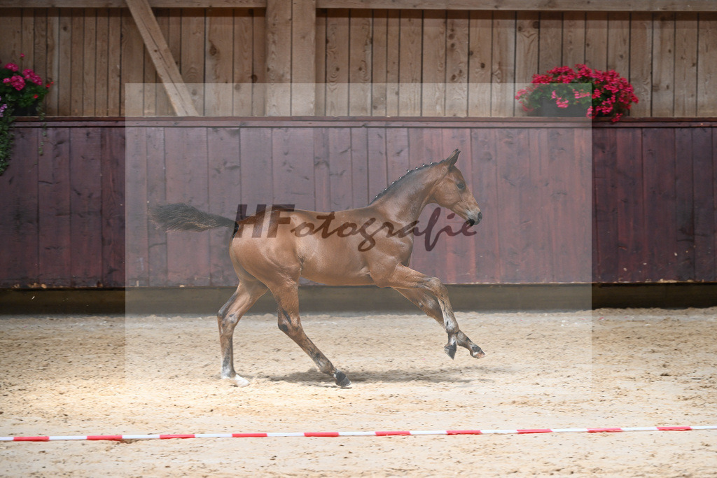Kat-Nr. 17 HF Vangelis_Mueller_26230213 | hf-fotografie - Realizzato con Pictrs.com