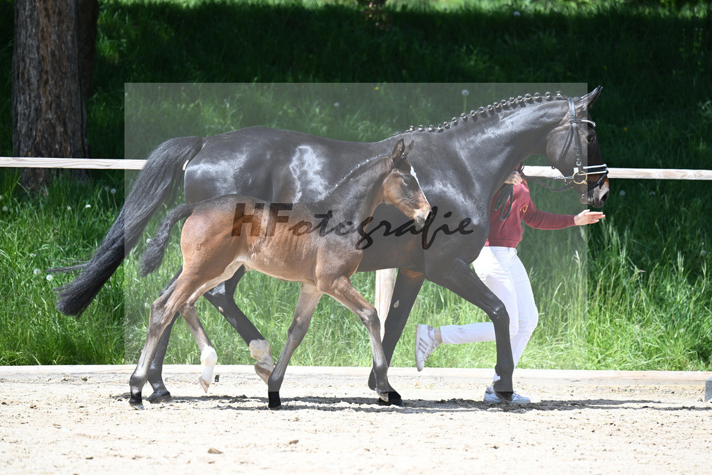 Sebastino PS x Desiderio_SF_Gestuet Greim_11240546 | hf-fotografie - Realisiert mit Pictrs.com