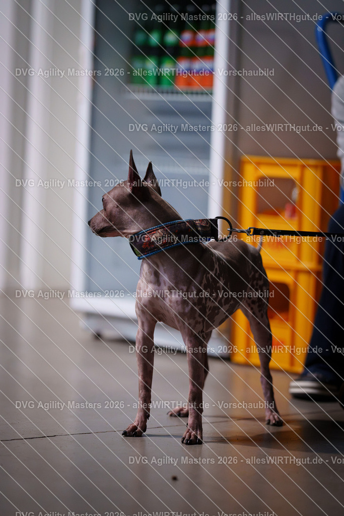 allesWIRTHgut_Tierfotografie-DVG_Agility_Masters_2026-13_51-7R500120 | Professionelle Tierfotografie in Mönchengladbach von Daniel Wirth (allesWIRTHgut). Liebevolle & natürliche Bilder von Hunden & Katzen für unvergessliche Erinnerungen.