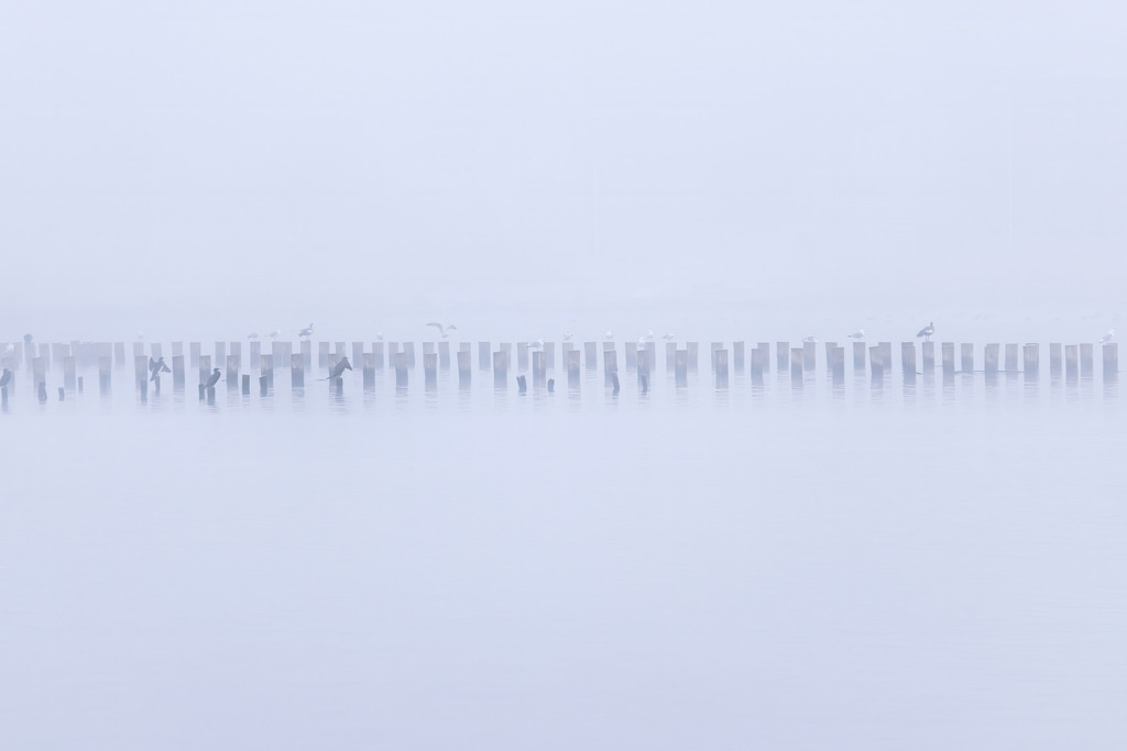 Wandbild: Heringszaun im Nebel – Stille über der Schlei | Ein stilles Wassermotiv an der Schlei: Der historische Heringszaun tritt im Nebel als lange Reihe von Pfählen hervor, auf denen Vögel sitzen und zwischen denen weitere im Dunst fliegen. Der Nebel lässt Wasser und Himmel zu einer weichen, nahezu grenzenlosen Fläche verschmelzen. Die gedämpfte Farbwelt und die minimalistische Komposition verleihen diesem Bild eine ruhige, poetische Fine‑Art‑Ästhetik. Ideal für moderne Wohnräume, Büros oder Praxisumgebungen, die ein hochwertiges Naturmotiv mit regionalem Charakter suchen.