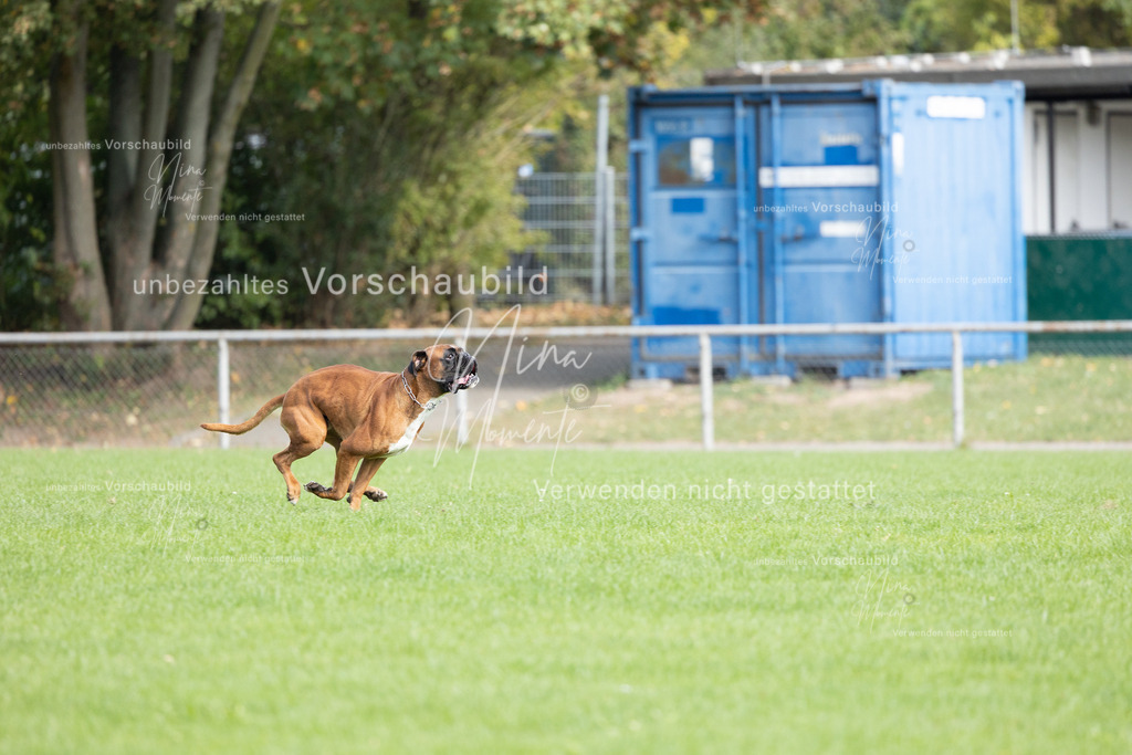 _16A5401 | Einzigartige Fotos von Hunden & Menschen –Actionfotos, Portraits, Vereinsaufnahmen & Paarshootings – authentisch, lebendig & mit Herz.