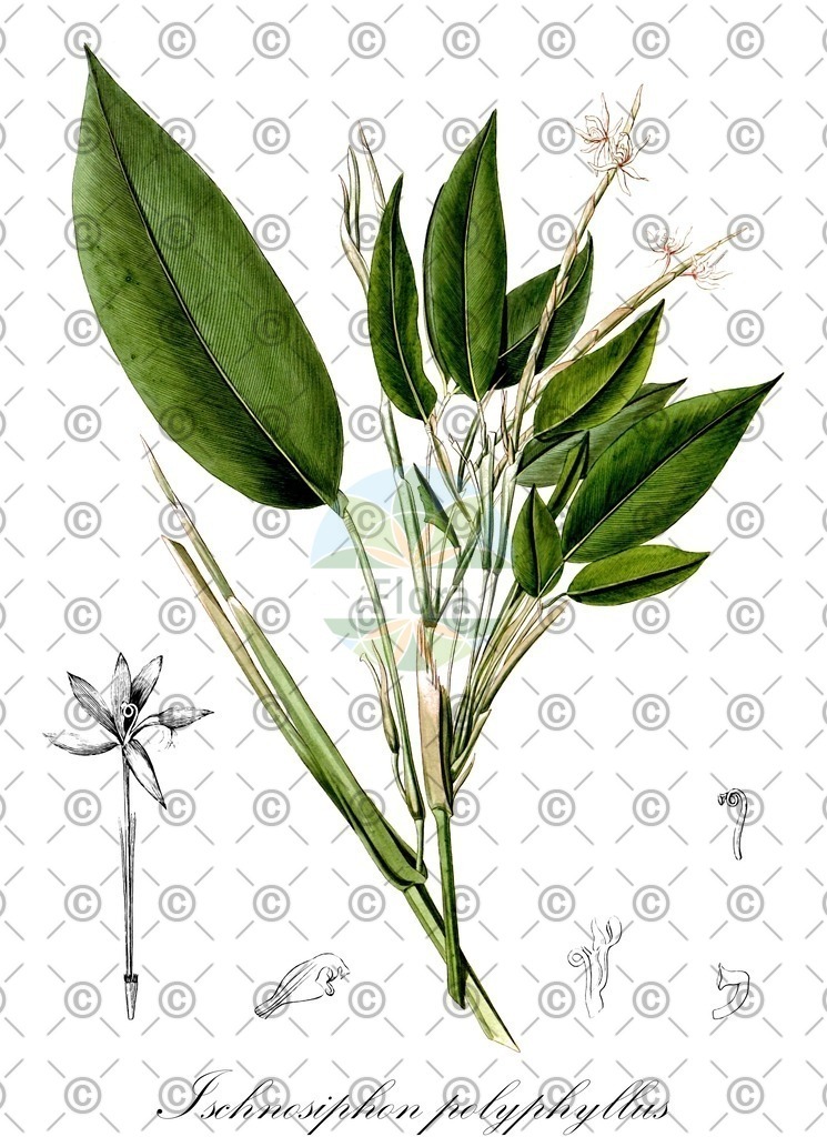 HistAbb_wfo-0000217742_1_ENZY_Simple | Historische Abbildung von Ischnosiphon polyphyllus - Marantaceae | Historical Illustration of Ischnosiphon polyphyllus - Marantaceae