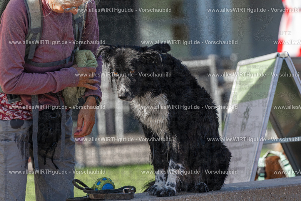 Hundeschwimmen_Volksbad_2026-allesWIRTHgut_Tierfotografie-2609061135-FAY06256 | Professionelle Tierfotografie in Mönchengladbach von Daniel Wirth (allesWIRTHgut). Liebevolle & natürliche Bilder von Hunden & Katzen für unvergessliche Erinnerungen.