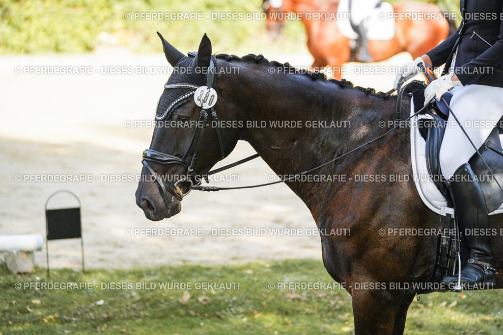 DSC08255 | Pferdegrafie