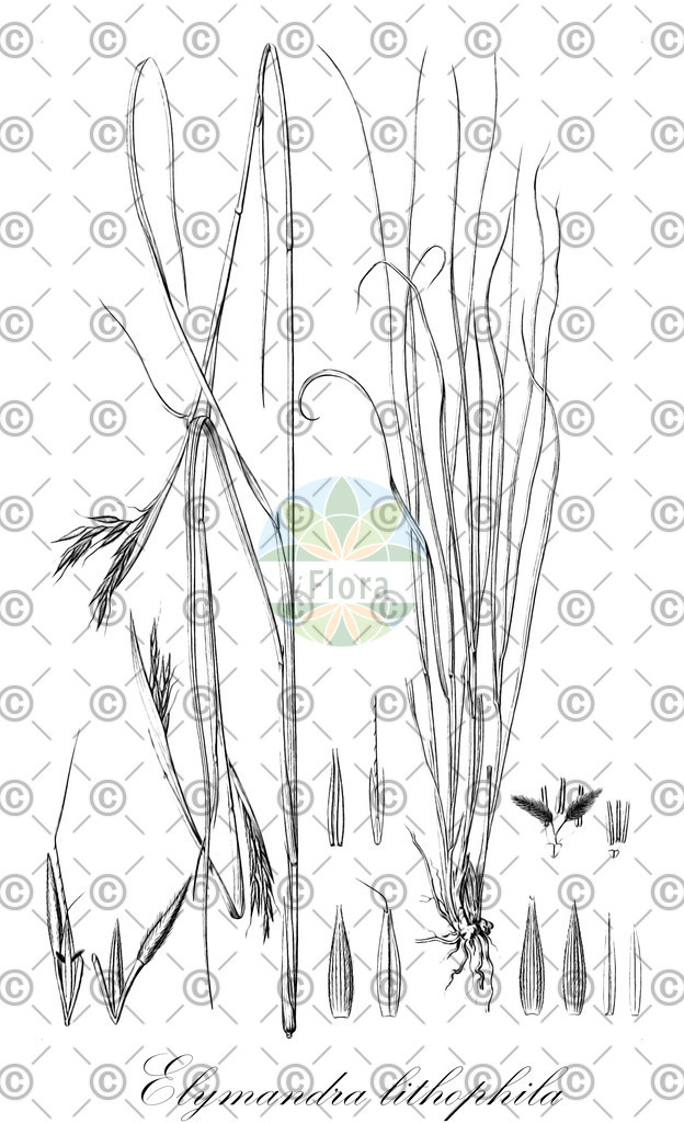 HistAbb_wfo-0000666586_1_ENZY_Simple | Historische Abbildung von Elymandra lithophila - Poaceae | Historical Illustration of Elymandra lithophila - Poaceae