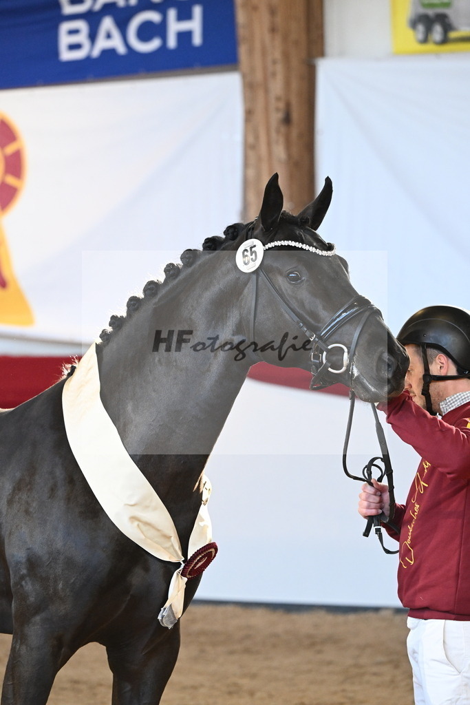 Kat.-Nr. 65 v. Springbank II VH_Reichert_2242862 | hf-fotografie - Realisiert mit Pictrs.com
