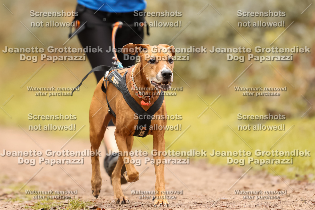 Dog Paparazzi - Speedhunter Mannheim  2025-143 | Dog Paparazzi Jeanette Grottendiek Fotografie & Videografie