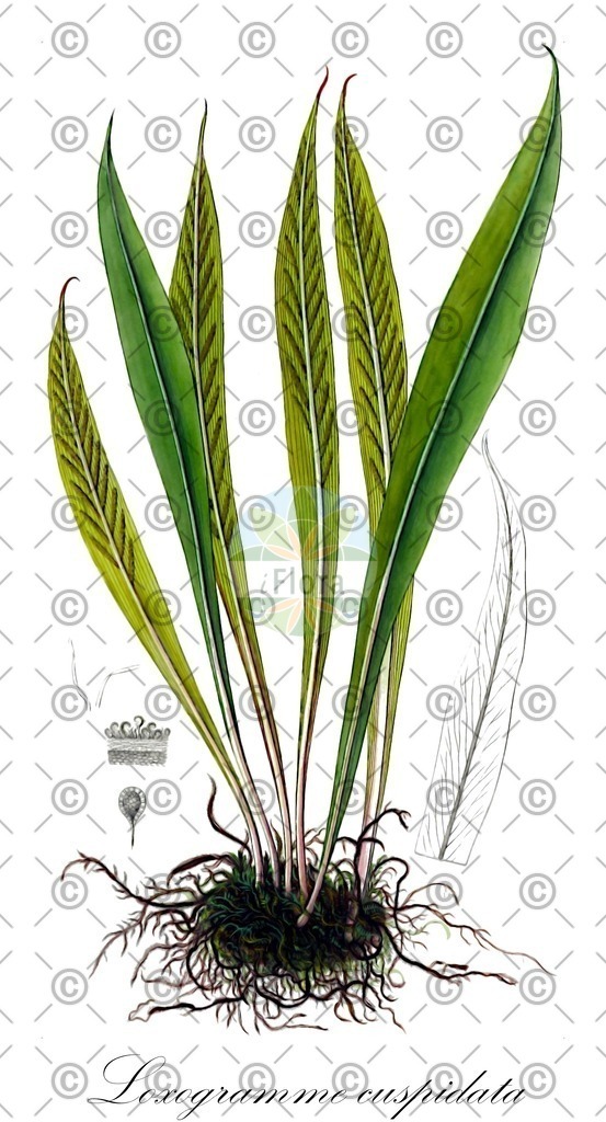 HistAbb_wfo-0001228876_1_ENZY_Simple | Historische Abbildung von Loxogramme cuspidata - Polypodiaceae | Historical Illustration of Loxogramme cuspidata - Polypodiaceae