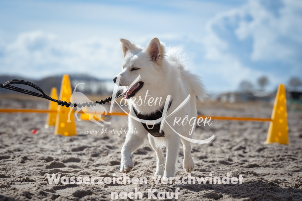 1313_ZZ90924 | kk-dogfotos