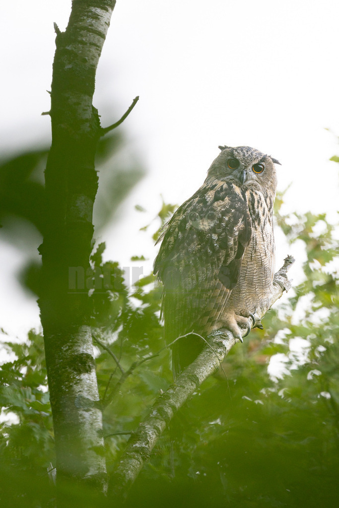 _46A6102_20250817 | Der Uhu (Bubo bubo) ist die größte Eulenart Europas, ein nachtaktiver Jäger mit charakteristischen Federohren und leuchtend orangeroten Augen. Er ist ein Standvogel, der in vielfältigen Landschaften, oft in Felsennähe, brütet und sich von Säugetieren, Vögeln und anderen Kleintieren ernährt. Der Uhu, dessen Name von seinem dumpfen Ruf stammt, ist nach einer Ausrottung im 20. Jahrhundert wieder erfolgreich in Deutschland etabliert worden.  - Realisiert mit Pictrs.com