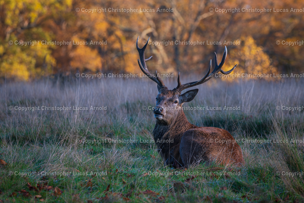 Rothirsch 1 | bildkomponist - Realisiert mit Pictrs.com