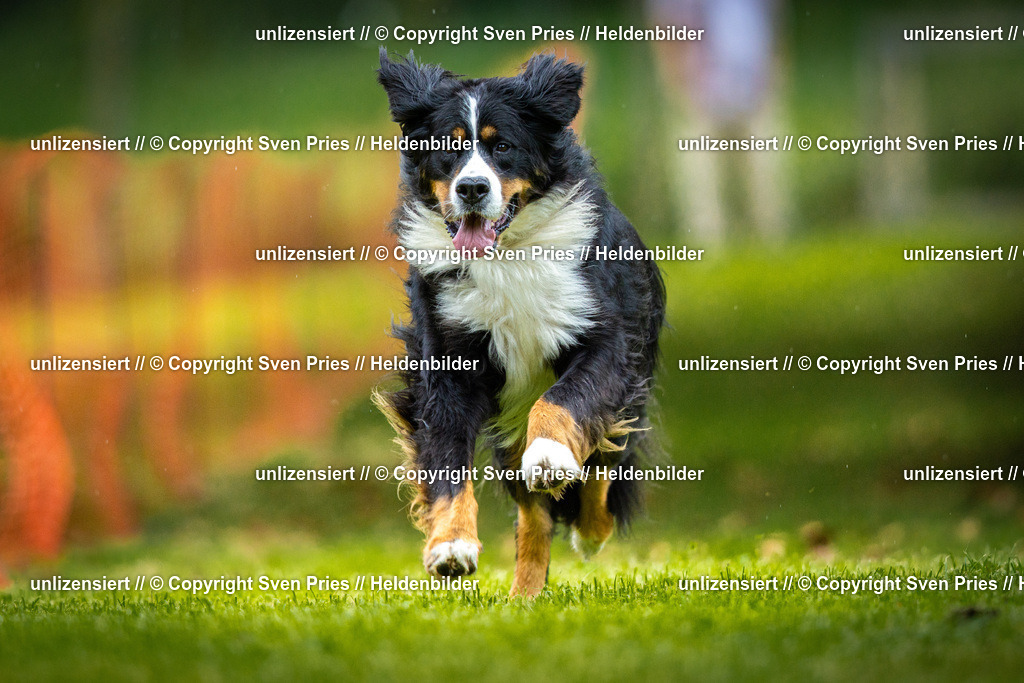 Sven Pries | 2025-09-21 - Hunderennen Baden-Oos - Realisiert mit Pictrs.com