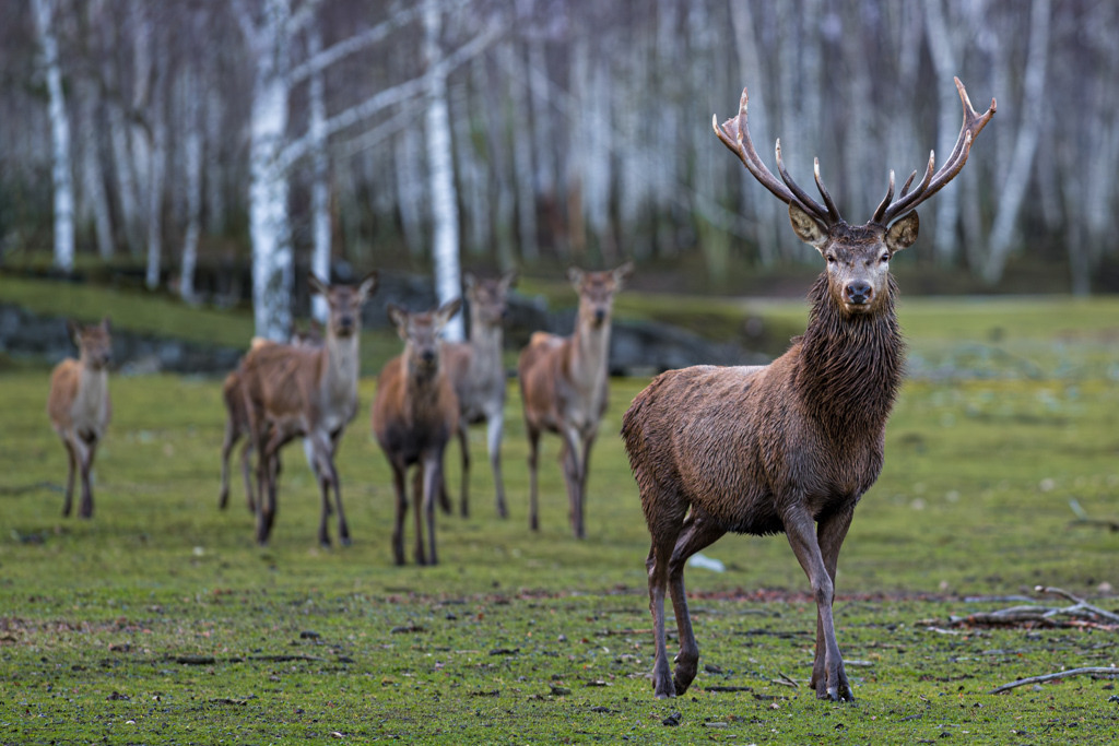 Wer ist hier der Boss? | Obwohl es sich hier nicht um wildlebende Hirsche handelt, ist die Rollenverteilung natürlich geklärt und für jeden Beobachter eindeutig zu erkennen. - Realisiert mit Pictrs.com