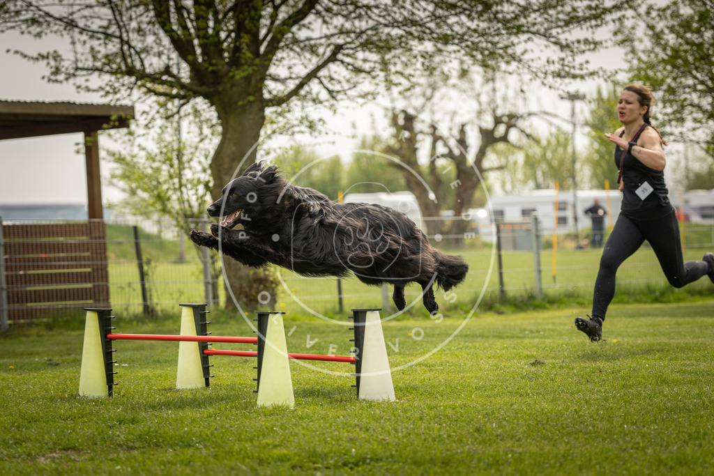Pfotenfotografie_DV3A6395 | Hundefotografie, Tierfotograf, Pfotenfotografie, Fotoshooting Hund, Hunde Portrait, Hundesport, Hundeportraits, Heideshooting, Hunde, Sportfotograf, Hundefotograf, Turnierhundsport, THS,  - Realisiert mit Pictrs.com