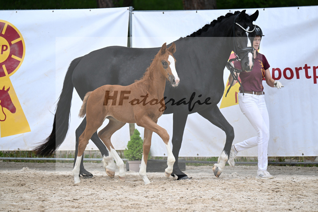 Kat-Nr. 19 SF Viva Vitalis x Asgards Ibiza_Roos_24260966 | hf-fotografie - Realisiert mit Pictrs.com