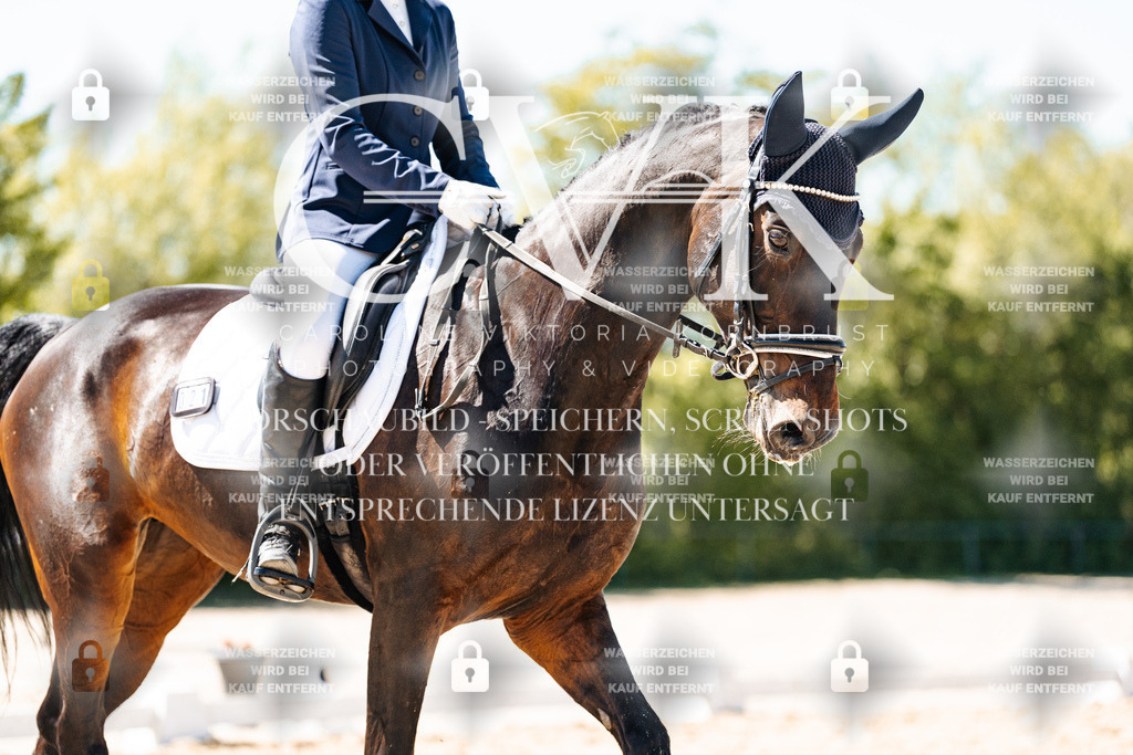CK905384 | Turnierfotografie Pferdefotografie Trier Rheinland-Pfalz Pferdesport Reitsport Tierfotografie Sportfotografie Pferdevideo Pferdevideografie Equestrianvideography equestrianphotography  - Realisiert mit Pictrs.com