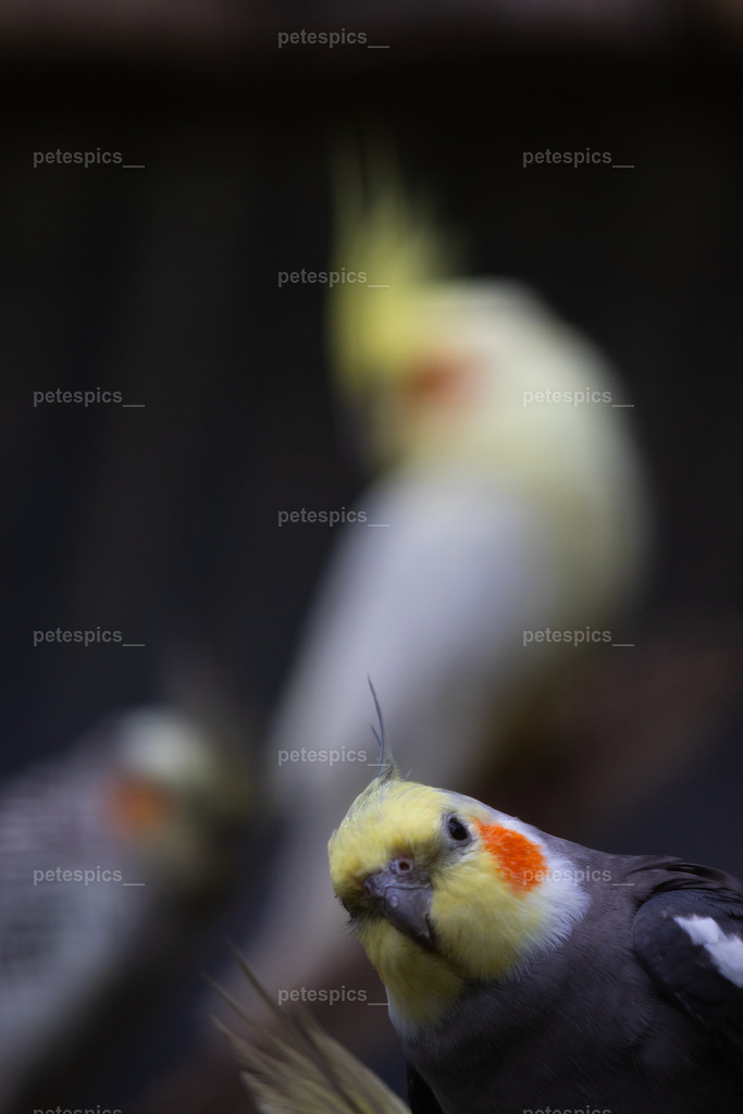IMG_0851 | petespics