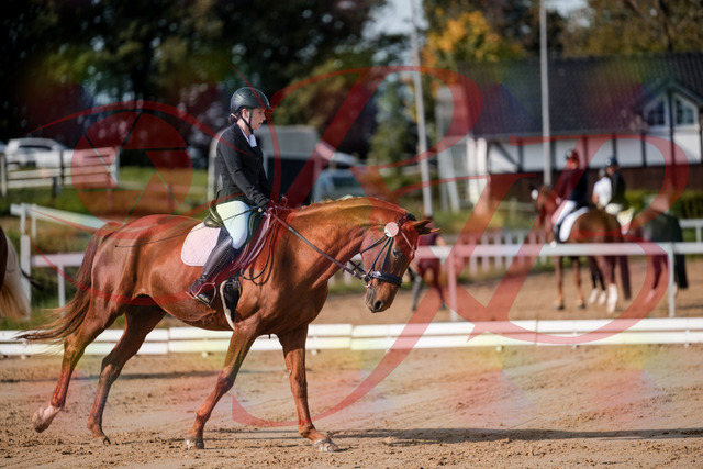 2026_10_03_Siefer-Hof_114202_Z63_23164572 | Professionelle Reitsport-, Turnier- und Eventfotografie von Robert Broda. Galerien mit ausgewählten und bearbeiteten Bildern direkt online ansehen und bestellen.