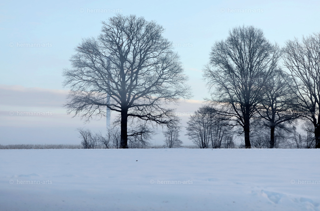 Trees_fine_Art_0024 | Photo Foto Kunst Art schwarzweiss Bilder Rheine Münster Berlin Blumen 