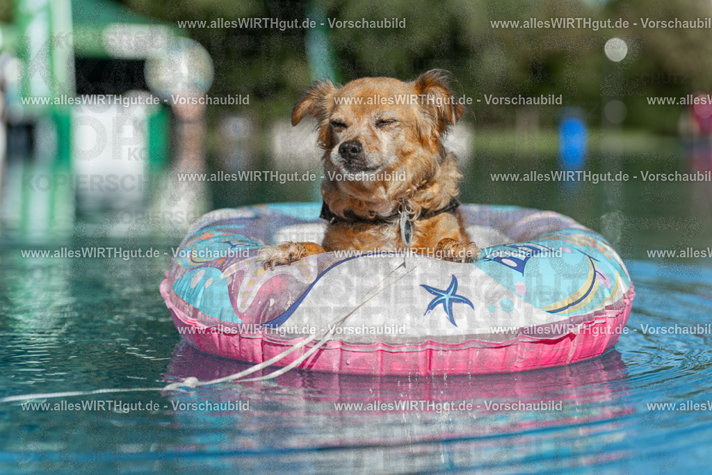 Hundeschwimmen_Volksbad_2026-allesWIRTHgut_Tierfotografie-2609061049-095907-7R509252 | Professionelle Tierfotografie in Mönchengladbach von Daniel Wirth (allesWIRTHgut). Liebevolle & natürliche Bilder von Hunden & Katzen für unvergessliche Erinnerungen.