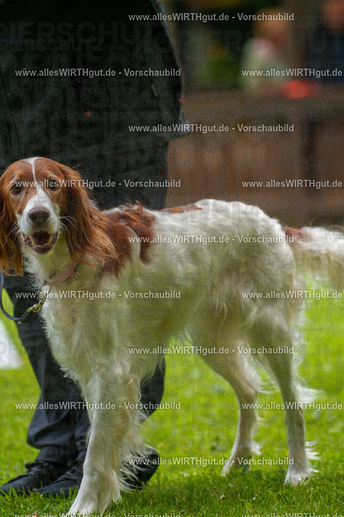 @allesWIRTHgut_Tierfotografie - www.allesWIRTHgut.de - 131618-7R509985 | Professionelle Tierfotografie in Mönchengladbach von Daniel Wirth (allesWIRTHgut). Liebevolle & natürliche Bilder von Hunden & Katzen für unvergessliche Erinnerungen.