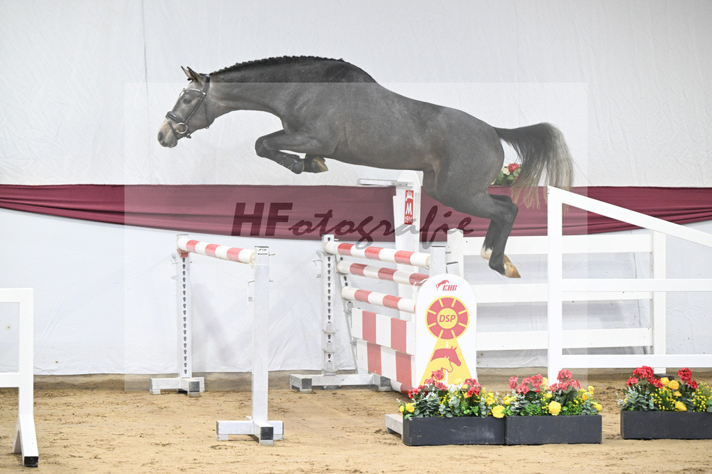 Kat-Nr. 2 Arezzo Man x Canoso_Pferdezucht Pech GbR 47250037 | hf-fotografie - Realisiert mit Pictrs.com