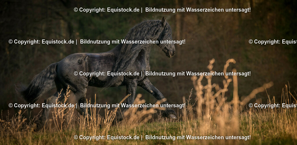 20151205_TOMsPiC_0339 | equistock