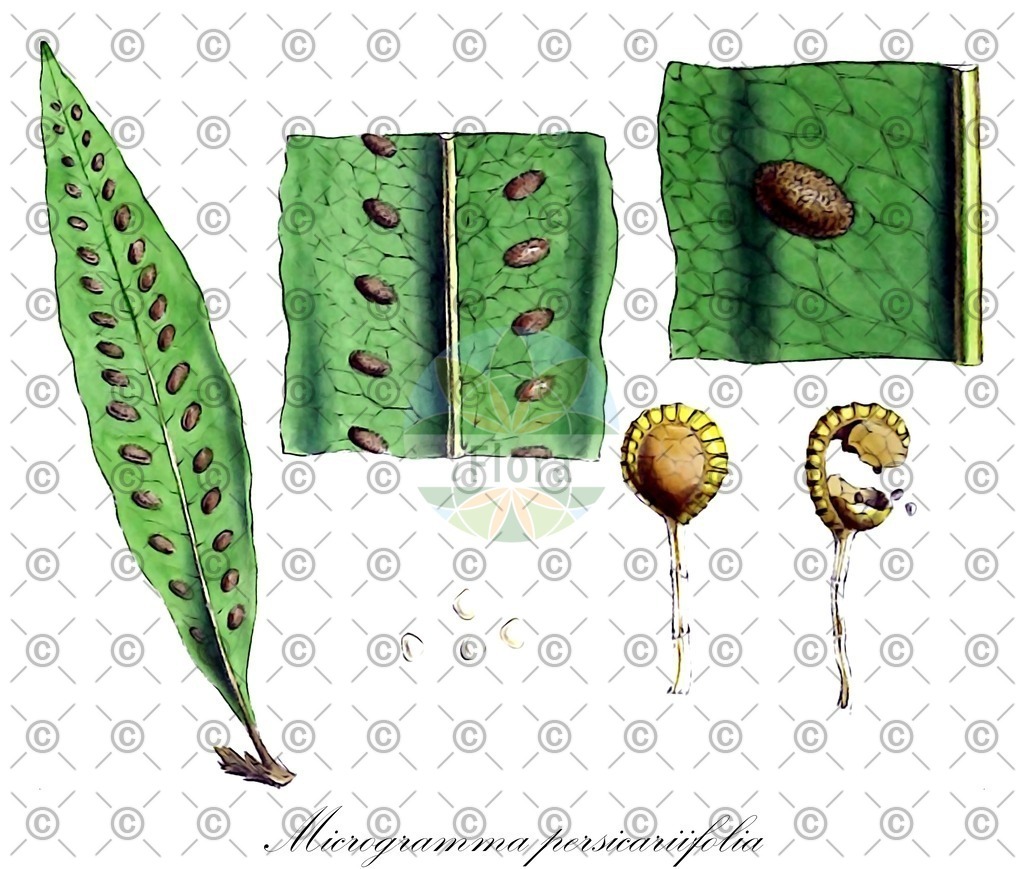 HistAbb_wfo-0001294946_1_ENZY_Simple | Historische Abbildung von Microgramma persicariifolia - Polypodiaceae | Historical Illustration of Microgramma persicariifolia - Polypodiaceae